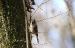 Tufted Titmouse at Congaree NP