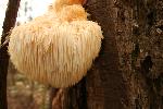 Lion's Mane