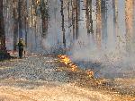 Fire Break at Congaree NP