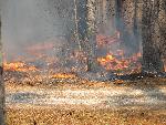 Fire Fuels at Congaree NP