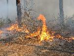 Fire Fuels at Congaree NP