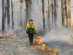 Fire Tools used during prescribed burns