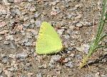 Cloudless Sulphur (male)