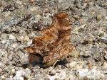 Eastern Comma