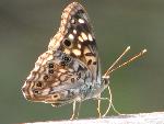 Hackberry Emperor