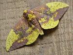 Imperial Moth