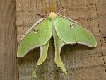 Luna Moth