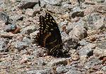 Palamedes Swallowtail