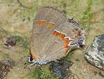 Red-banded Hairstreak