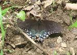 Spicebush Swallowtail (female)