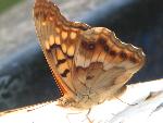 Tawny Emperor