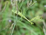 Carolina Mantis (female)
