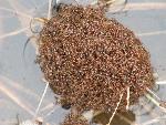 Red Imported Fire Ants