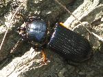 Horned Passalus Beetle