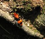 Velvet Ant or Cowkiller (female)