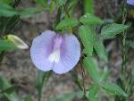 Butterfly Pea at Congaree NP