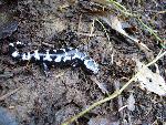 Marbled Salamander at Congaree NP