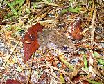 Southern Leopard Frog at Congaree NP