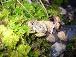 Pine Woods Treefrog at Congaree NP