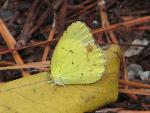 Little Yellow (female)