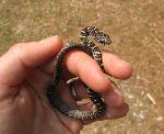 Black Racer (juvenile) at Congaree NP