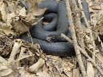 Black Racer at Congaree NP
