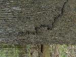 Black Rat Snake at Congaree NP