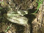 Black Rat Snake at Congaree NP