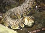 Eastern Cottonmouth at Congaree NP