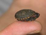 Eastern Mud Turtle at Congaree NP