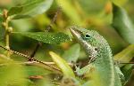 Green Anole at Congaree NP