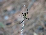 Female Black and Yellow Garden Spider at Congaree