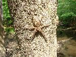 Fishing Spider at Congaree NP