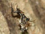 Female Spined Micrathena at Congaree NP