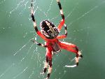 Spotted Orbweaver at Congaree NP