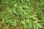 Japanese Stilt Grass