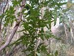 Japanese Climbing Fern