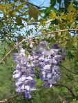 Chinese wisteria
