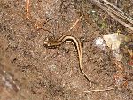 Three-lined Salamander