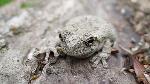 Gray Treefrog