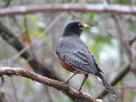 American Robin