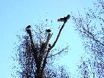 Turkey Vulture at Congaree NP