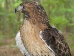 Red-tailed Hawk at Congaree NP.