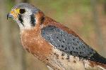 American Kestrel at Congaree NP.