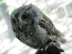 Eastern Screech Owl at Congaree NP.