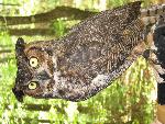 Great Horned Owl at Congaree NP.