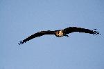Osprey at Congaree NP.