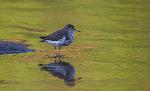 Spotted Sandpiper at Congaree NP.