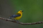 Prothonotary Warbler (male) at Congaree NP.