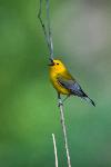 Prothonotary Warbler (male) at CONG